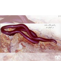 گونه مار کرمی شکل اوراسیا Eurasian Blind Snake